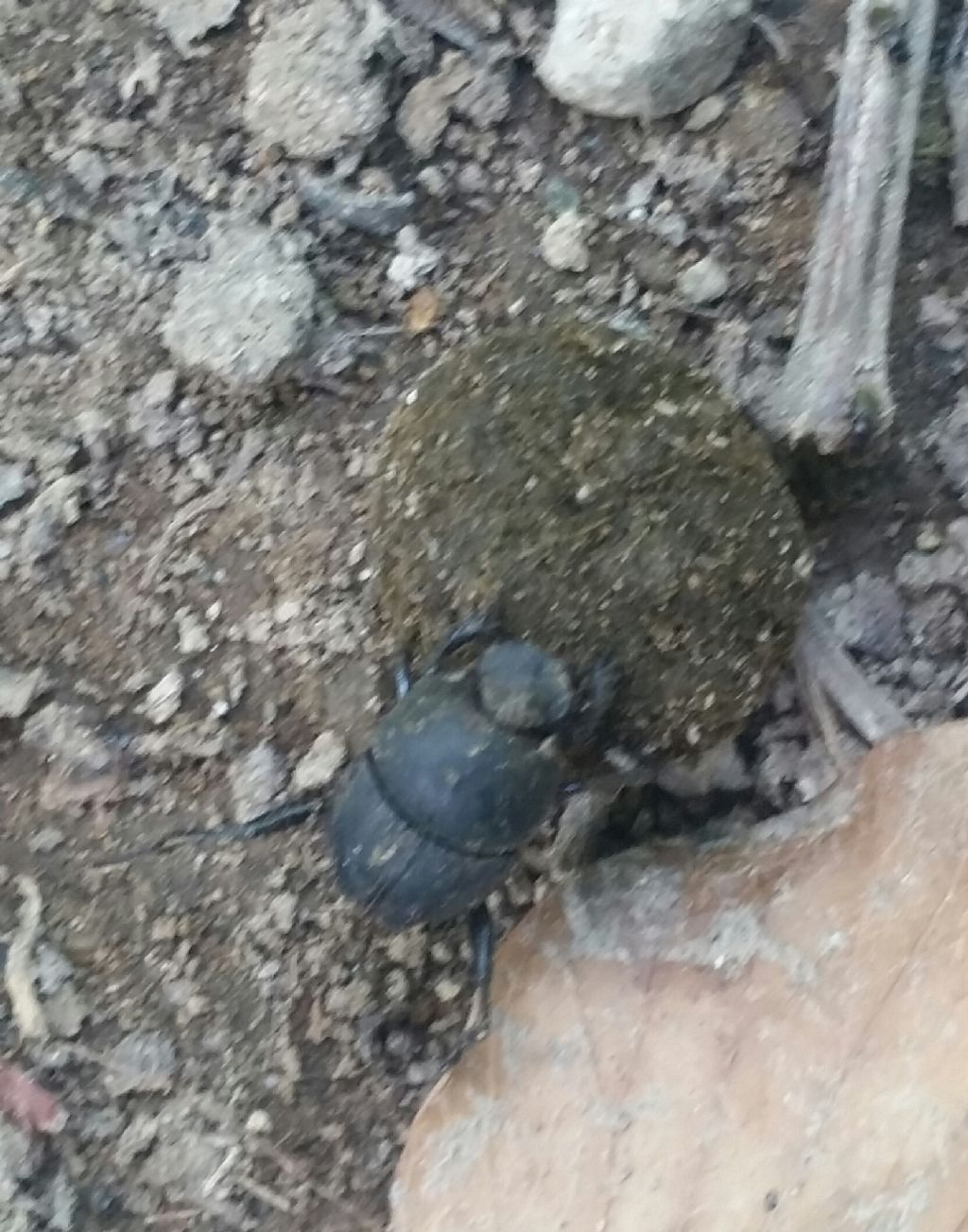 Scarabaeidae: Sisyphus schaefferi